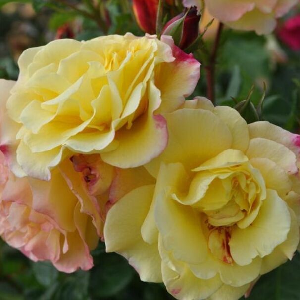 Роза Rugelda, лимонно-желтый с розовым, шиповники и парковые, Kordes