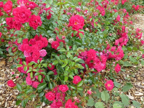 Роза Fairy Queen, малиновый, почвопокровная, Vyrens