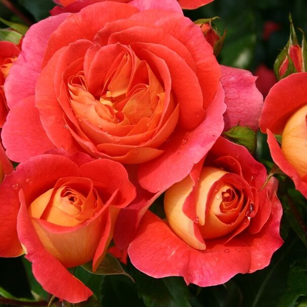 Роза Gebruder Grimm, оранжево-красный, флорибунда, Kordes