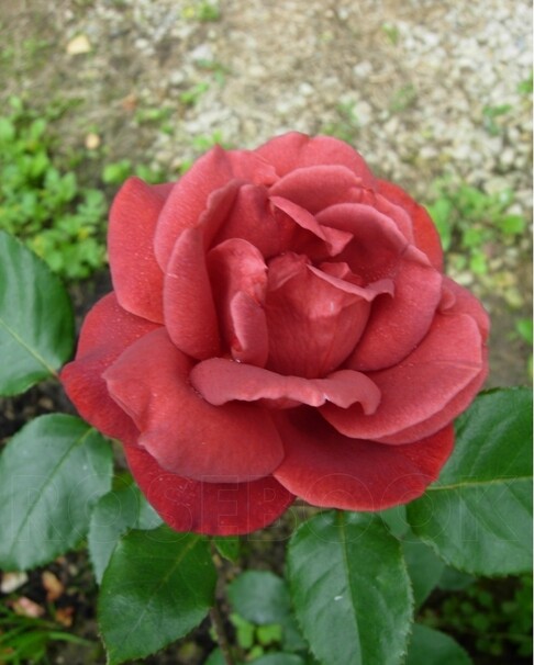 Роза Terracotta, красно-коричневый, чайно-гибридная, Meilland