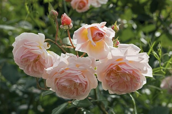 Роза Sweet Juliet, абрикосовый, шраб, Austin