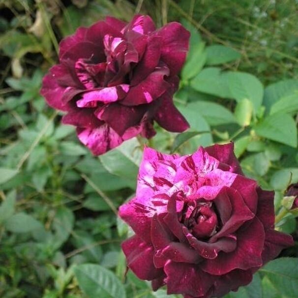 Роза Purple Tiger, пурпурный, полосатый, флорибунда, Christensen