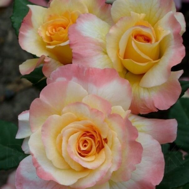 Роза Aquarell, желто-розовый, чайно-гибридная, Tantau