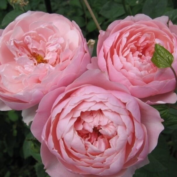 Роза The Alnwick Rose, нежно-розовый, шраб, Austin