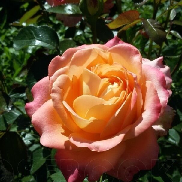Роза Yankee Doodle, розово-абрикосовый, чайно-гибридная, Reimer Kordes