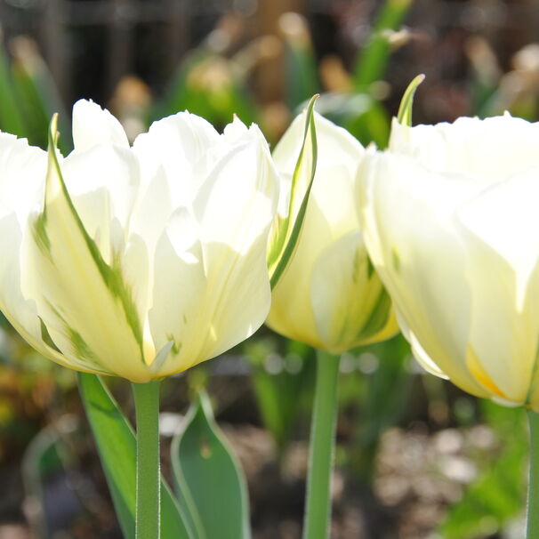 Тюльпан Фостера Exotic Emperor h40, молочно-белый с зеленым, март-апрель, 12/+, 10, 80