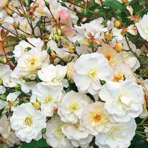 Роза Schneekonigin, белый, почвопокровная, Evers