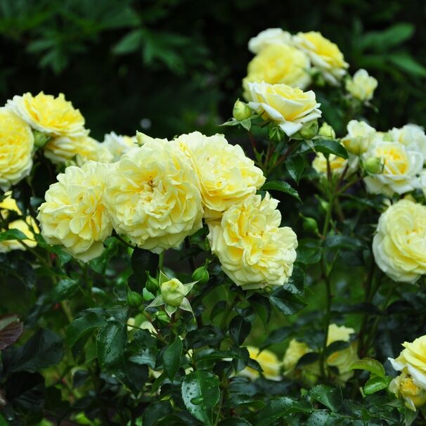 Роза Solero, лимонно-желтый, флорибунда, Kordes