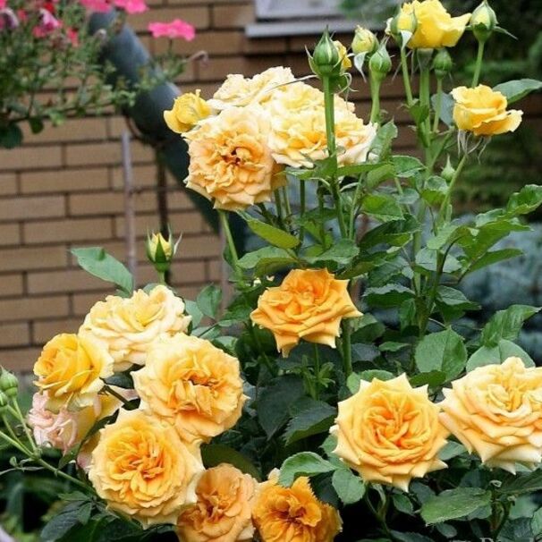 Роза Cappuccino, сливочно-желтый, чайно-гибридная, Tantau