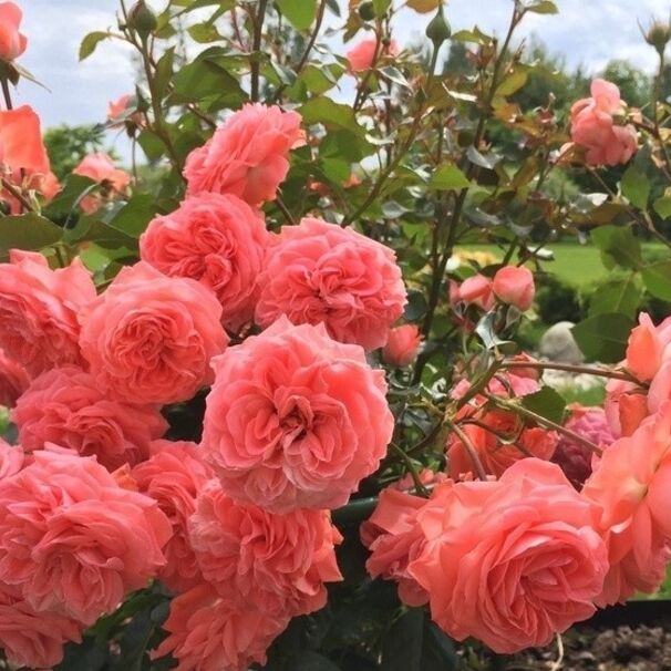Роза Kimono, лососево-розовый, флорибунда, De Ruiter