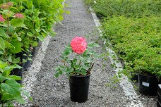 Роза Augusta Luise, C3,5, абрикосово-розовый, чайно-гибридная, Tantau