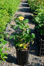 Роза Cappuccino, C3,5, сливочно-желтый, чайно-гибридная, Tantau