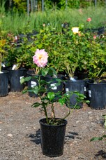Роза Gloria Dei/Peace, C3,5, желтый с розовым, чайно-гибридная, Meilland