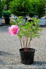 Пион травянистый Edulis Superba, C5, розовый