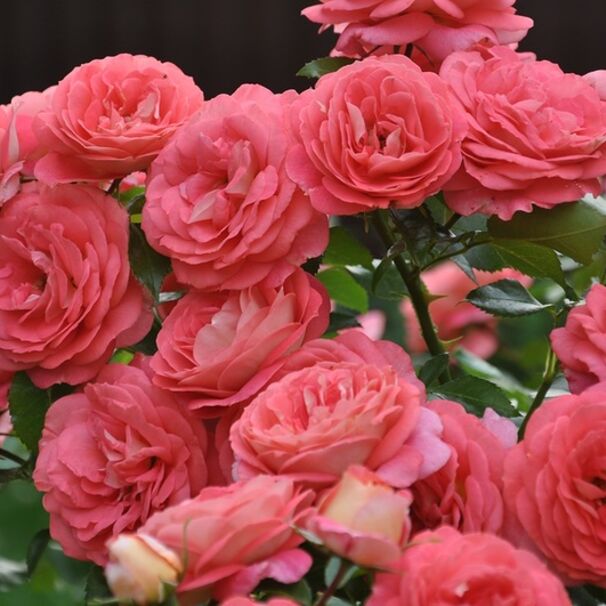 Роза Sommersonne, розово-оранжевый, флорибунда, Kordes