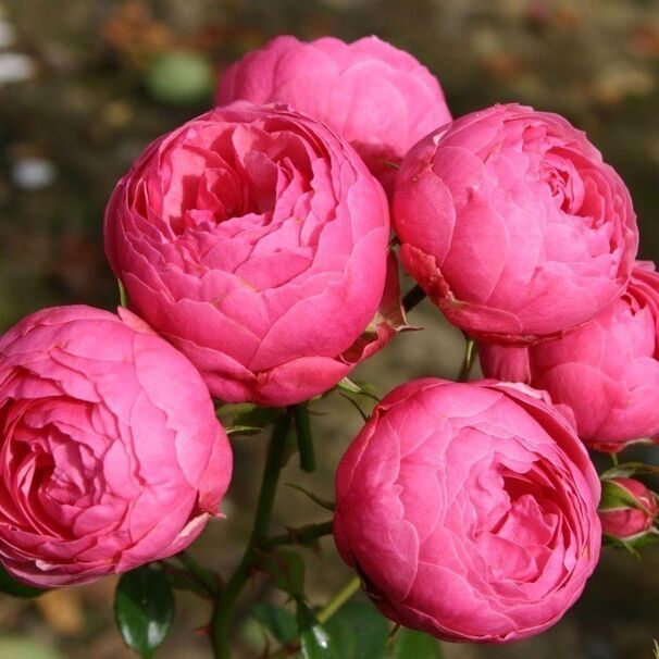 Роза Pomponella, розовый, флорибунда, Kordes