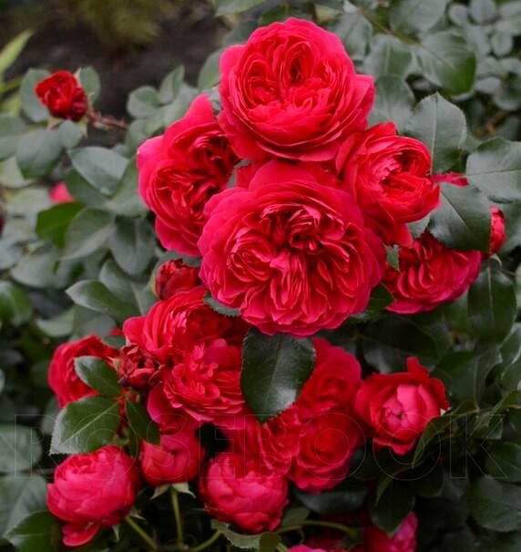Роза Red Leonardo da Vinci, красный, флорибунда, Meilland