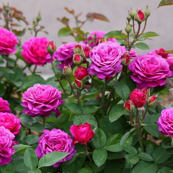 Роза Heidi Klum Rose, лилово-розовый, флорибунда, Tantau