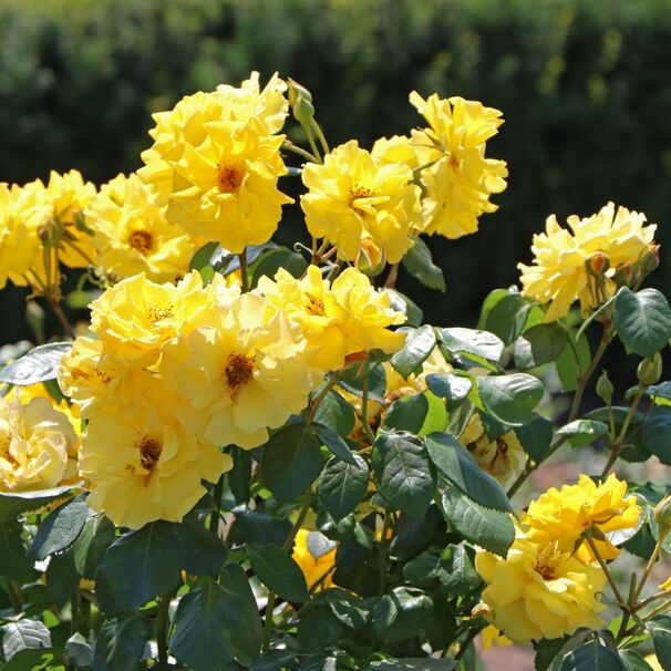 Роза Stuttgardia, желтый, флорибунда, Kordes