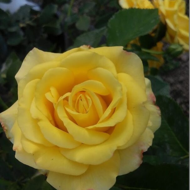 Роза Malta, желтый, чайно-гибридная, Interplant