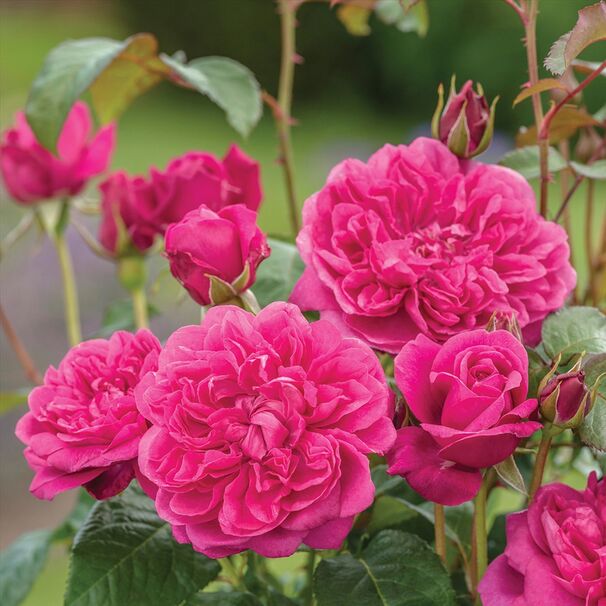Роза James L. Austin, пурпурно-розовый, шраб, Austin