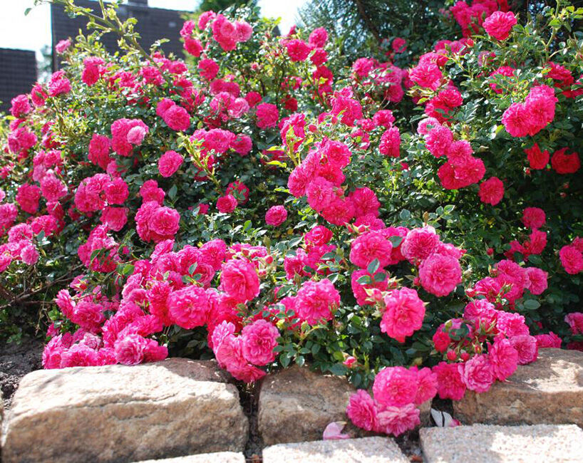Роза Knirps, насыщенно-розовый, флорибунда, Kordes. 