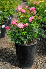 Роза Heidetraum, h30-40, C7, ярко-розовый, шраб, Noack