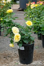 Роза Malta, h30-40, C7, желтый, чайно-гибридная, Interplant