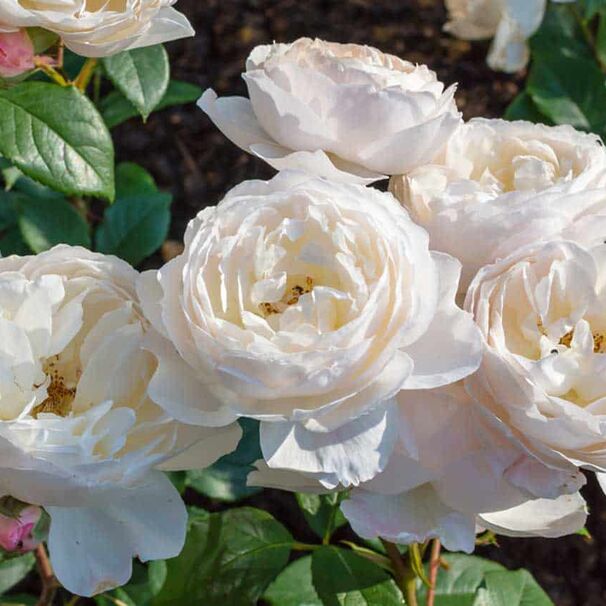Роза Desdemona, белый, шраб, Austin