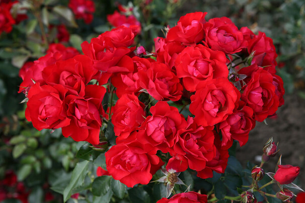 Роза Black Forest Rose, красный, флорибунда, Kordes