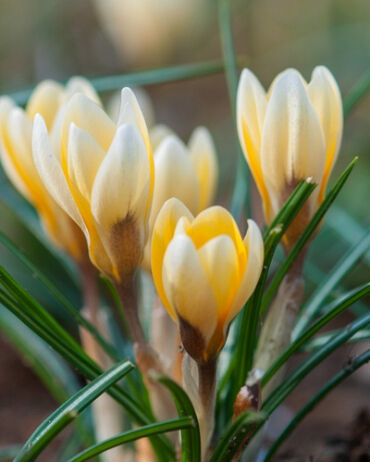 Крокус Ботанический chr. Romance h10, бледно-желтый, март, 5/+, 10, 200