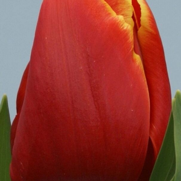 Тюльпан Триумф Verandi h45, красный с желтым, апрель, 12/+, 10, 80