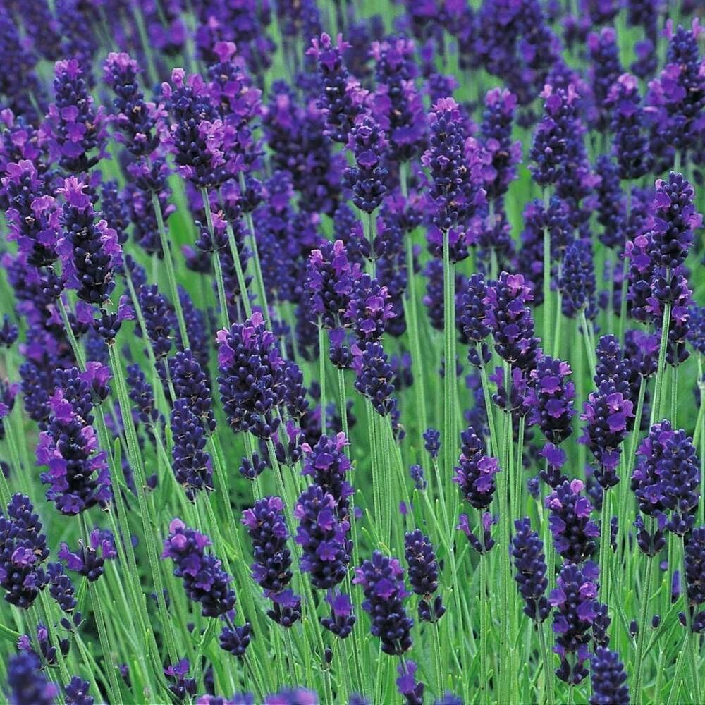 Полевые Цветы Фиолетовые Длинные