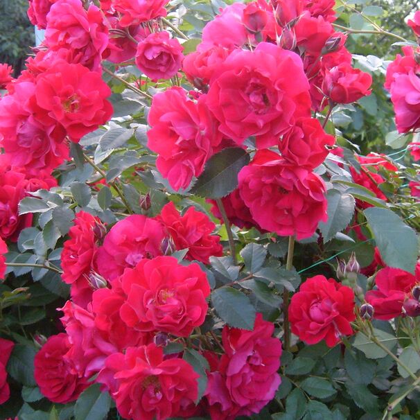 Роза Adelaide Hoodless (канадская), красный, шраб, Marshall