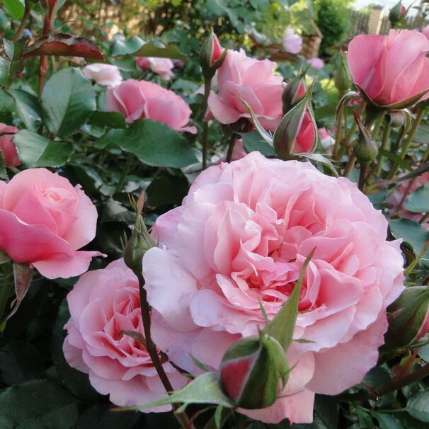 Роза Botticelli, розовый, флорибунда, Meilland