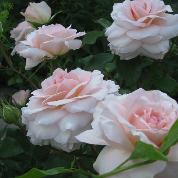 Роза Bremer Stadtmusikanten, нежно-розовый, шраб, Kordes
