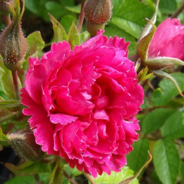Роза морщинистая F.J.Grootendorst, малиново-красный, шиповники и парковые, de Goey