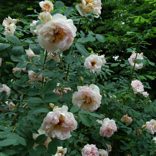 Роза бедренцеволистная (колючайшая) Fruhlingsduft, абрикосово-розовый, шиповники и парковые, Kordes