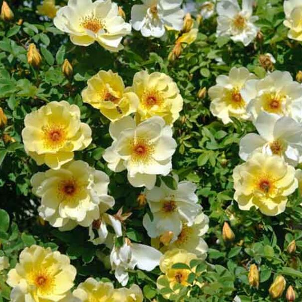Роза бедренцеволистная (колючайшая) Fruhlingsgold, нежно-желтый, шиповники и парковые, Kordes