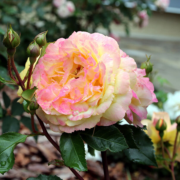 Роза Lampion, желто-розовый, флорибунда, Tantau