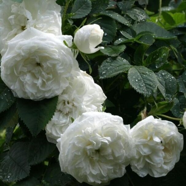 Роза Mme Plantier, белый, шиповники и парковые, Plantier