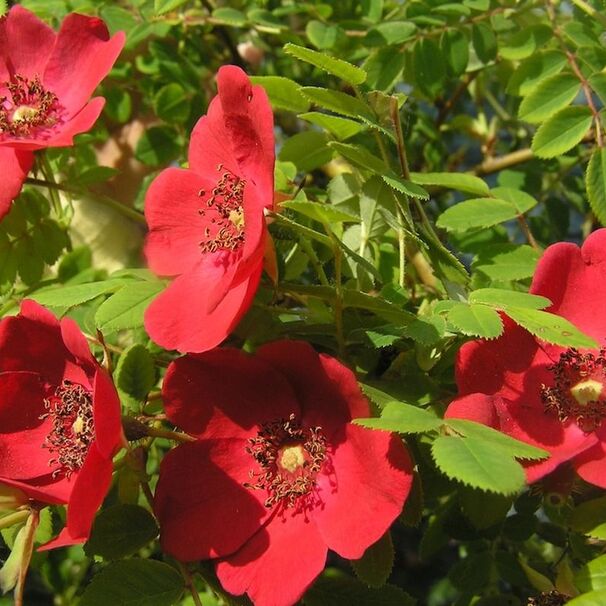 Роза Moyesii Geranium (парковая), красный, шиповники и парковые, неизвестный