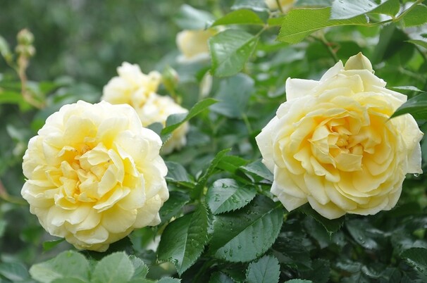 Роза Nadia Meilland, нежно-желтый, шраб (почвопокровная), Meilland