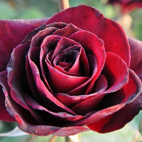 Роза Papa Meilland, темно-красный, чайно-гибридная, Meilland