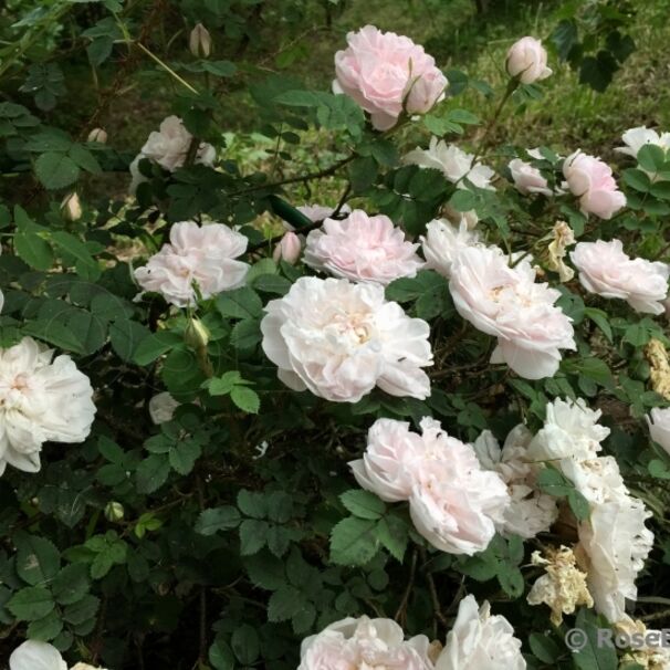 Роза бедренцеволистная (колючайшая) Stanwell Perpetual, нежно-розовый, шиповники и парковые, Lee