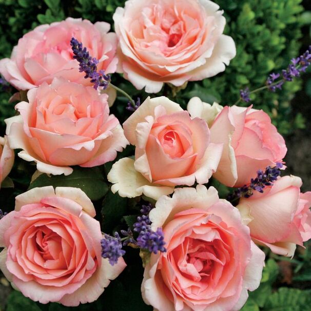 Роза Souvenir de Baden-Baden, кремово-розовый, чайно-гибридная, Kordes