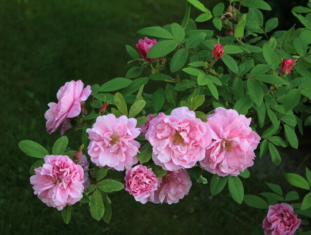 Роза Therese Bugnet (канадская), розово-сиреневый, шиповники и парковые, Georges Bugnet