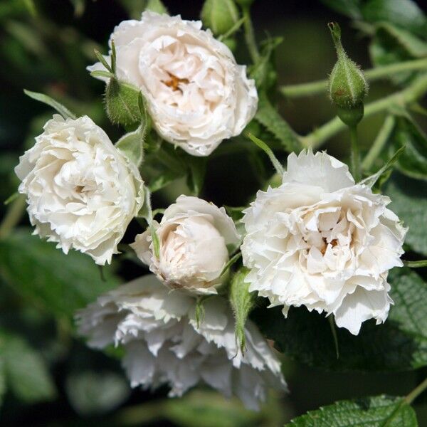 Роза морщинистая White Grootendorst, белый, шиповники и парковые, Eddy