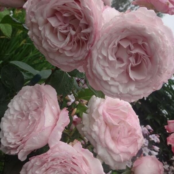 Роза Rosenfaszination, бледно-розовый, флорибунда, Kordes