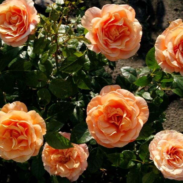 Роза Bengali, оранжево-желтый, флорибунда, Kordes